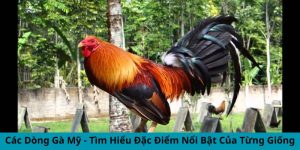 Các Dòng Gà Mỹ - Tìm Hiểu Đặc Điểm Nổi Bật Của Từng Giống