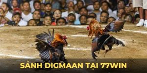 Sảnh Digmaan tại 77win - Trải nghiệm đá gà đỉnh cao và uy tín